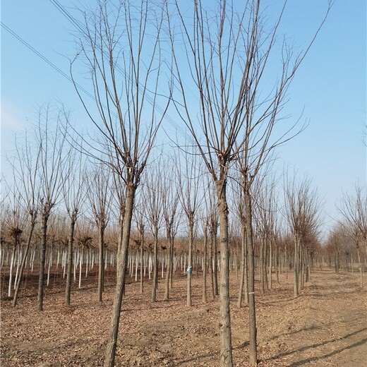 福建福州香花槐报价,规格全