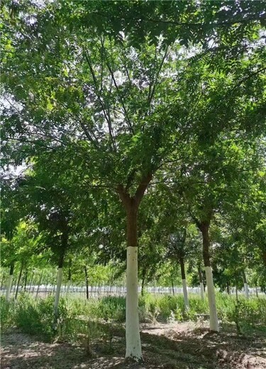 大兴16公分皂角树培育基地