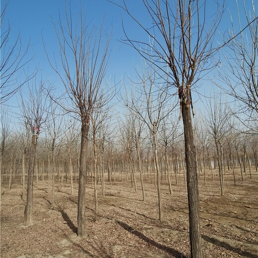 14公分红花刺槐价格,苗圃基地