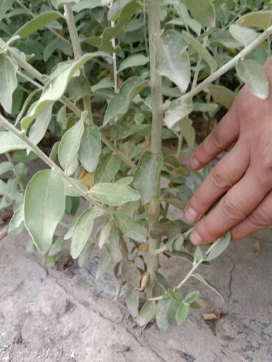 可克达拉沙枣苗品种