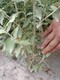 鄂尔多斯沙枣苗种植基地产品图