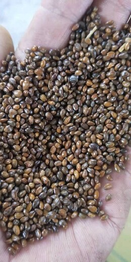 赤峰沙棘种子种植批发
