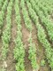 嘉峪关沙枣苗如何种植产品图