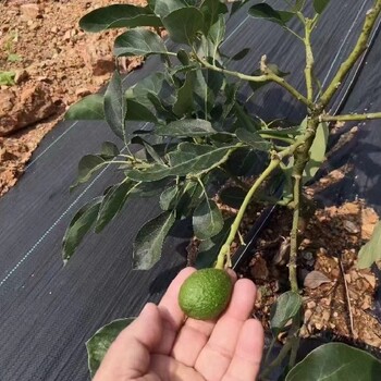 宇润防草地布,河北供应园艺盖草地布规格