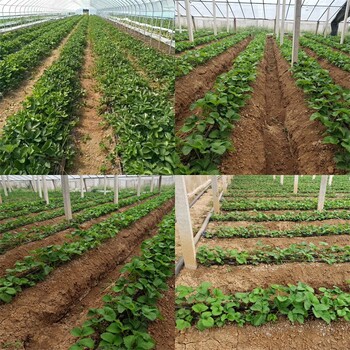 安徽马鞍山牛奶草莓苗基地出售、宁玉草莓苗怎么购买