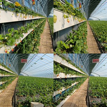 云南德宏脱毒二代草莓苗基地出售、妙香草莓苗种植基地