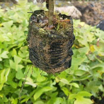 福新苗圃鹅掌楸小苗，鹅掌楸杯苗，鹅掌楸营养袋苗,海口龙华区从事鹅掌楸袋苗规格