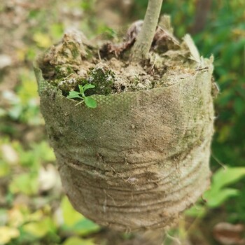 福新苗圃鹅掌楸小苗，鹅掌楸杯苗，鹅掌楸营养袋苗,临沧供应鹅掌楸袋苗厂家