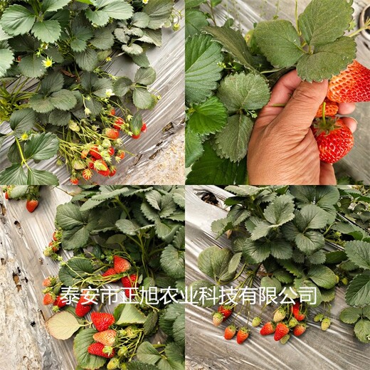 丽雪草莓苗批发报价、基质土草莓苗便宜供应