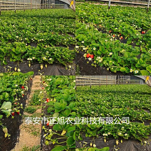 太空2008草莓苗联系方式、穴盘奶油草莓苗这里售卖