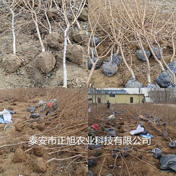 脆红李子树苗种植基地、嫁接李子树苗基地有卖