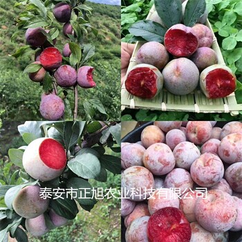 脆红李子树苗种植基地、嫁接李子树苗基地有卖