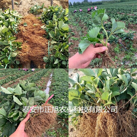 越秀草莓苗价格怎么样、白草莓苗基地有卖