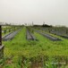 天津/草莓园用防草布供应厂家