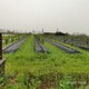 果园覆盖防草地布,供淄博60公分除草布,厂家支持定制产品图