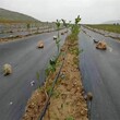 恩施防草布又称园艺地布农场果园防草图片