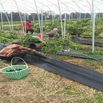 农用温室大棚防草地布,透气90g抑草布