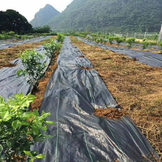 山东销售园艺地布蔬菜种植大棚用防草地布厂家