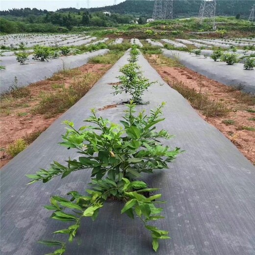 山东德州厂家,果树园林抑草布,透气防草布