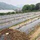 山东销售园艺地布蔬菜种植大棚用防草地布厂家产品图