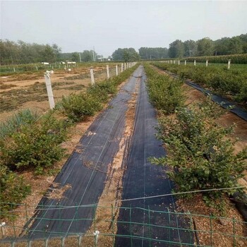 1米防草布在果园中使用除草布厂家