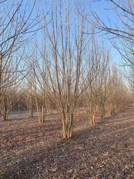 江苏5.5米丛生白蜡培育基地