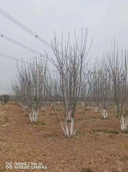 武汉5米丛生白蜡秋季移植成活率高么？