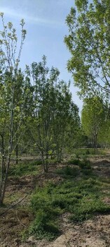武汉5米丛生白蜡秋季移植成活率高么？