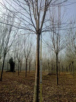 青岛25公分白蜡公园绿化树