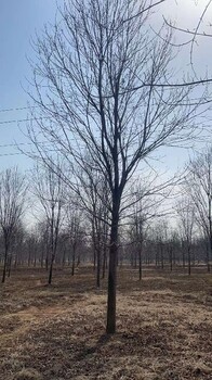 西安19公分叢生美國紅楓