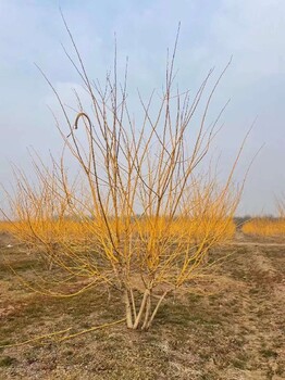 丽江4.5米丛生黄金槐种植方法