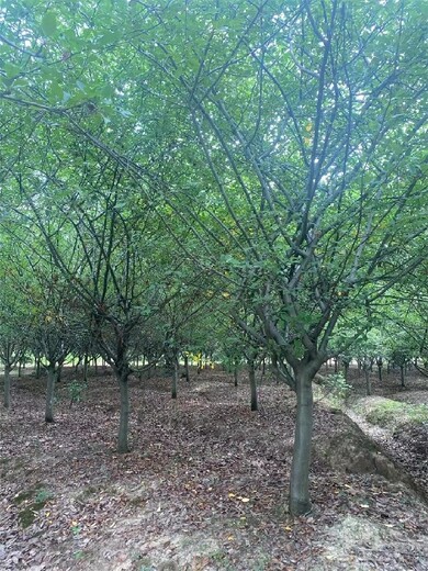 南京绚丽海棠种植基地