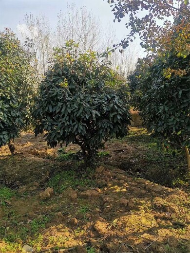 土石楠种植批发