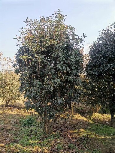 江苏土石楠种植基地批发