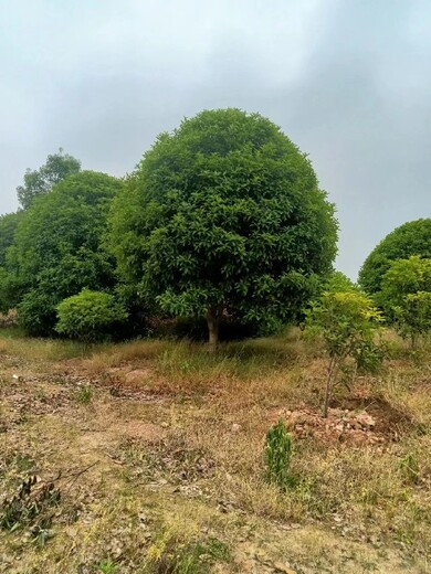 南京丹桂苗圃批发