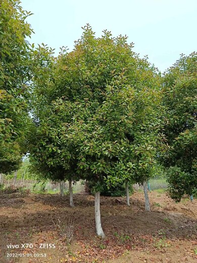 高桿紅葉石楠種植基地