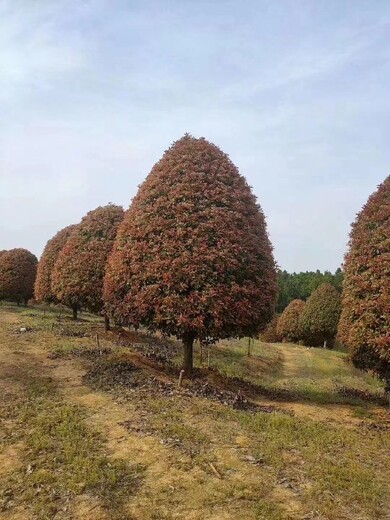 南京高杆红叶石楠种植