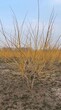 临汾2.5米丛生金枝国槐种植面积广图片