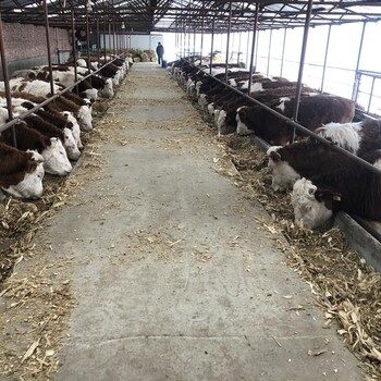 三百斤西门塔尔基础母牛价钱河北省养牛场各规格都有