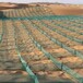 方格沙障的功能防沙围网用于绿化生态恢复治沙工程