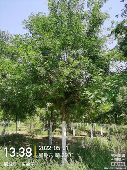23公分皂角道路绿化树