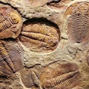海螺化石正规交易中心