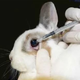 桂林皮肤刺激性检测动物毒理测试-CMA资质检测机构,生物毒理检测图