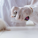 开封单次皮肤刺激检测动物毒理测试-CMA资质检测机构,生物毒理检测图