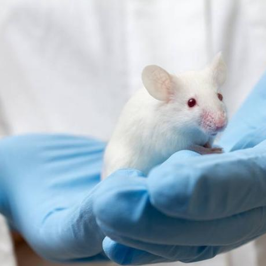 中山多次皮肤刺激试验动物毒理测试-CMA资质检测机构
