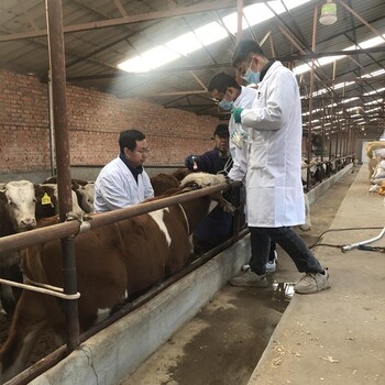 5之6个月一头西门塔尔牛新的价格甘肃省大型养牛场牛源充足