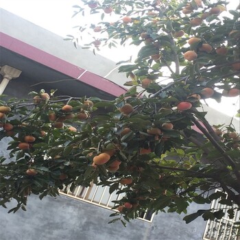 泰安盛旺园艺场太秋甜柿树苗,富有甜柿子树苗规格、富有甜柿子树苗种植时间