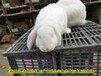 杭州鹏程兔业公羊兔央视专访,巨型兔