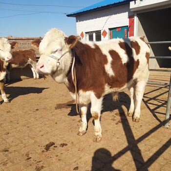 500斤西门塔尔牛犊多少钱湖南省正规中转可技术跟踪服务
