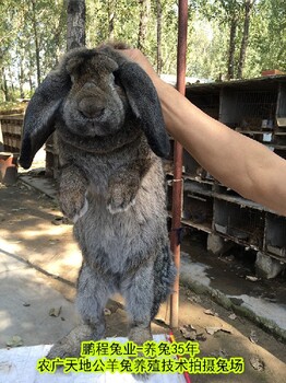 池州鹏程兔业2022农村肉兔纯种